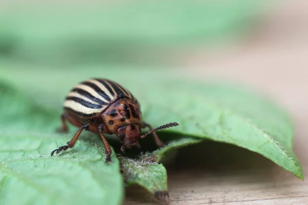 Scarabeo di patata di Colorado con una foglia di una patata un macrosaccheggiatore . — Foto Stock