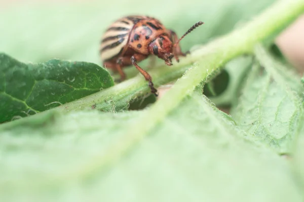 콜로라도 감자 딱정벌레는 감자 매크로 분쇄기의 잎. — 스톡 사진