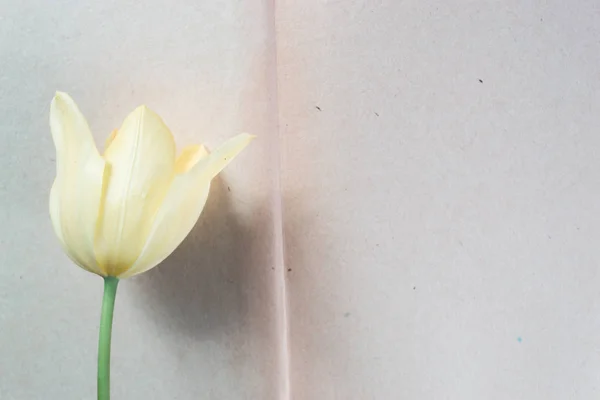 Open book with flowers background white. — Stock Photo, Image