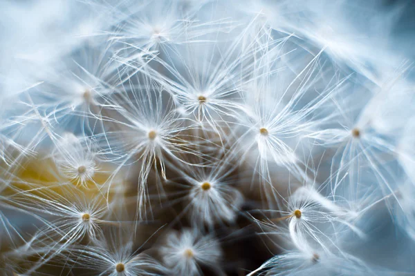 Macro dente de leão em um fundo cinza . — Fotografia de Stock