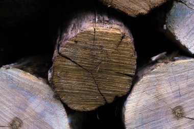 Ağaç makrosunun çapraz bölümü.