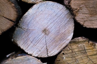 Ağaç makrosunun çapraz bölümü.