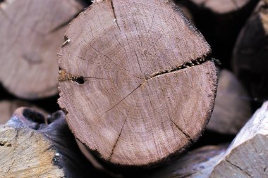 Ağaç makrosunun çapraz bölümü.