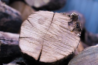 Kesit ağaç makro arka plan.