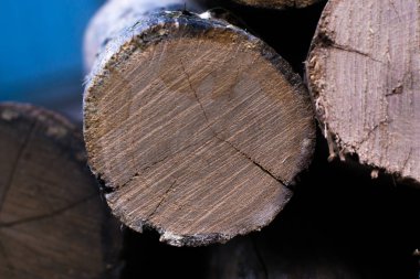 Kesit ağaç makro arka plan.