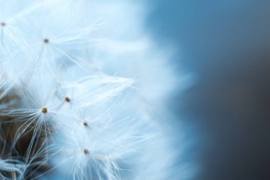 Karahindiba makro gri bir arka plan bulanık '.