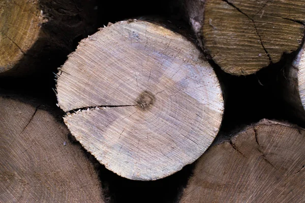 Kesit ağaç makro arka plan.