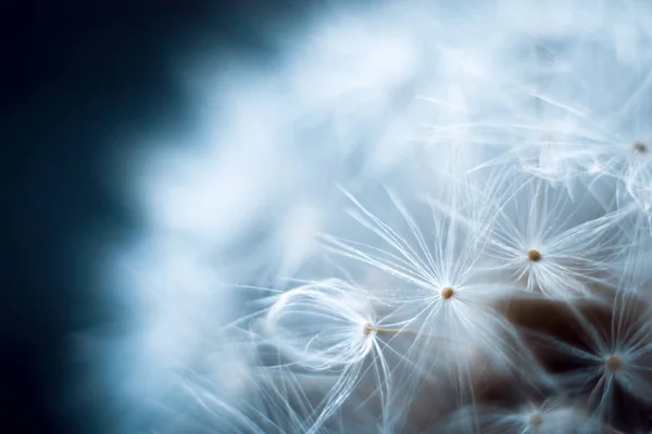 Dandelion macro on a gray blurred background. — Stock Photo, Image
