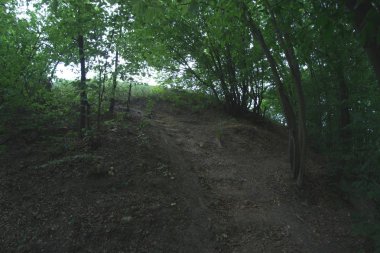 Baharda yeşil orman doğası.