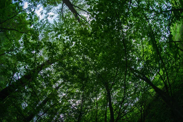 Зелений ліс природа навесні . — стокове фото