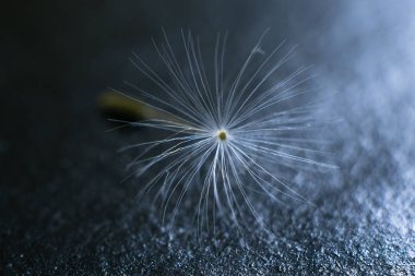 Gri bir arka plan üzerinde karahindiba makro.