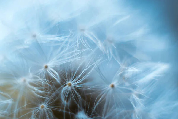 Macro diente de león sobre un fondo gris . — Foto de Stock