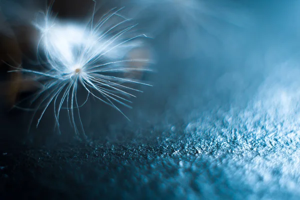 Macro diente de león sobre un fondo gris . — Foto de Stock