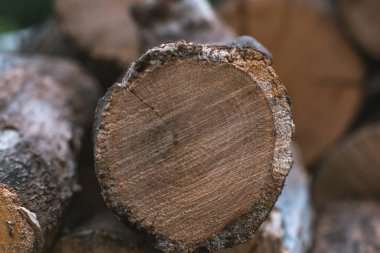 Kesit ağaç arka plan