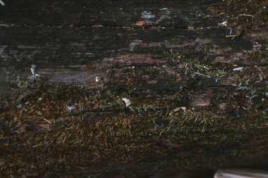 Ağaç kabuğu doğal arka plan makro