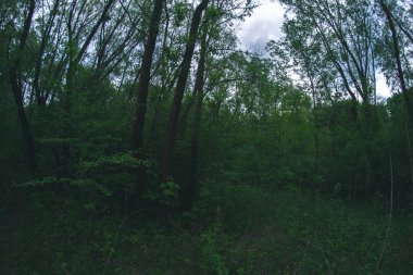 Bir güneşli gün açık havada Orman Peyzaj.