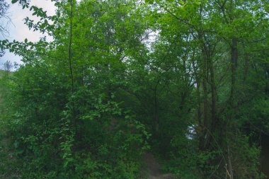 Bir güneşli gün açık havada Orman Peyzaj.