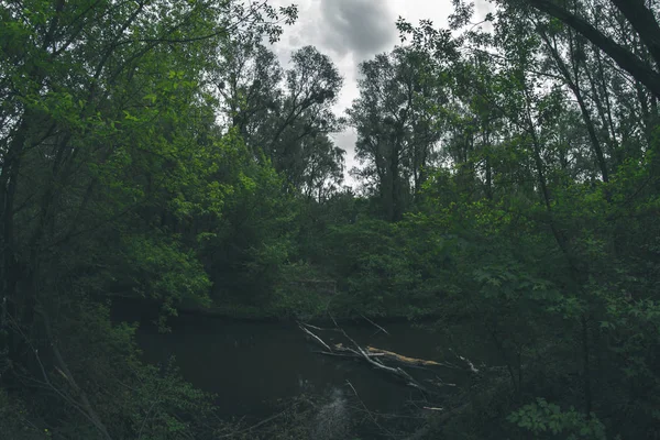 Paysage forestier par une journée ensoleillée . — Photo