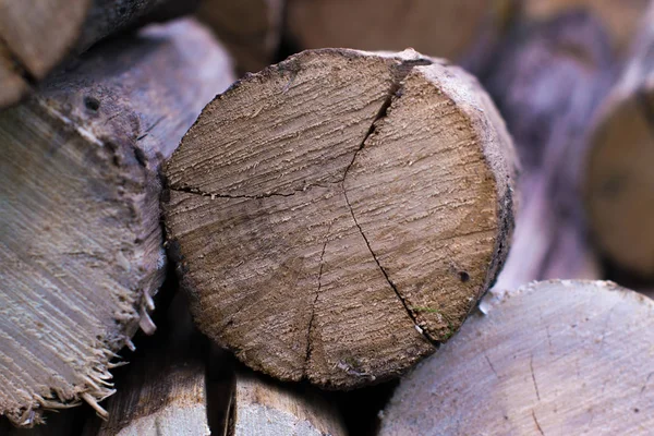 Kesit ağaç arka plan