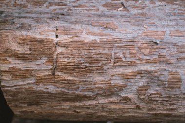 Makro ahşap doğal arka plan ağaç kabuğu