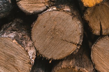 Ağaç backgrounnd makro kesiti.