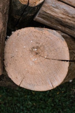 Ağaç backgrounnd makro kesiti.