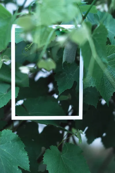 Moldura branca em um fundo de folhas verdes em um fundo embaçado . — Fotografia de Stock