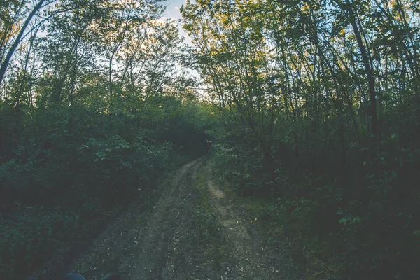 Ein Feldweg im Wald an einem Sommerabend. — Stockfoto