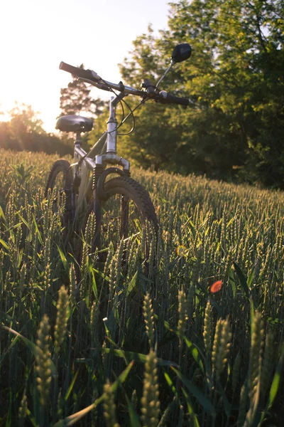 Гірські велосипеди на полі на фоні заходу сонця . — стокове фото