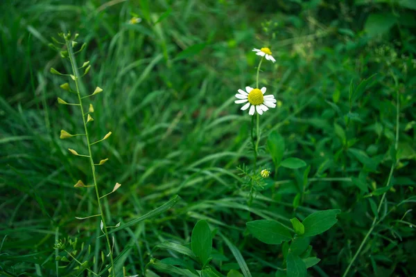 Camomille da campo su sfondo verde — Foto Stock