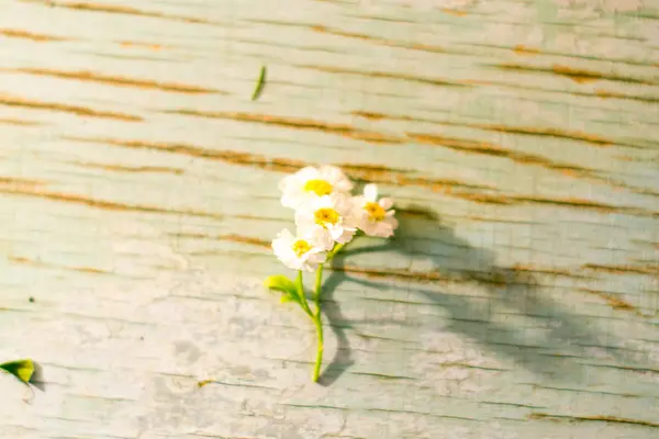 Zomerbloemen op blauwe houten planken in het zonlicht. — Stockfoto