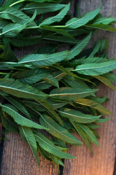 Foglie di menta verde fresca su una vecchia tavola di legno . — Foto Stock