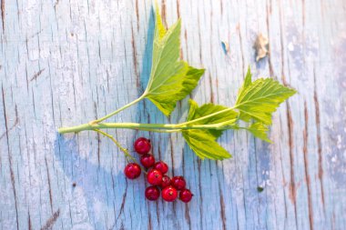 Mavi ahşap arka plan üzerinde kırmızı kuş üzümü meyveler.