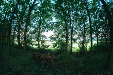 Yaz akşam manzarada dikim orman.