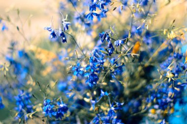 Bulanık bir arka plan ile bir vazoda kır çiçekleri.