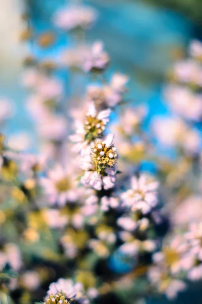 Wilde bloemen in een vaas met een onscherpe achtergrond. — Stockfoto