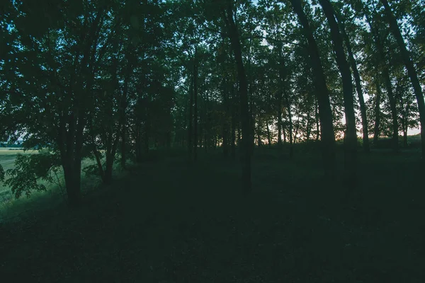 Plantação florestal na paisagem da noite de verão . — Fotografia de Stock