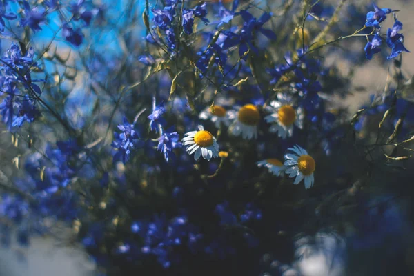 Wildflowers in a vase with a blurred background. — Stock Photo, Image