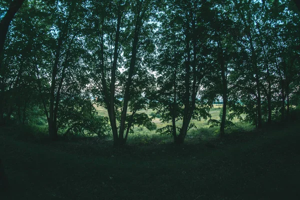 Лісова посадка в літній вечірній пейзаж . — стокове фото