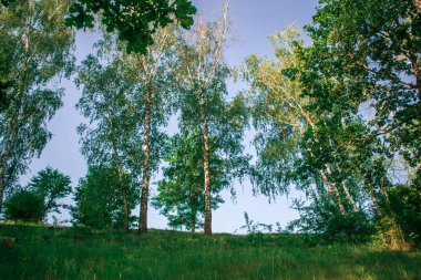 Ağaçlar parkta güneşin arka planı.