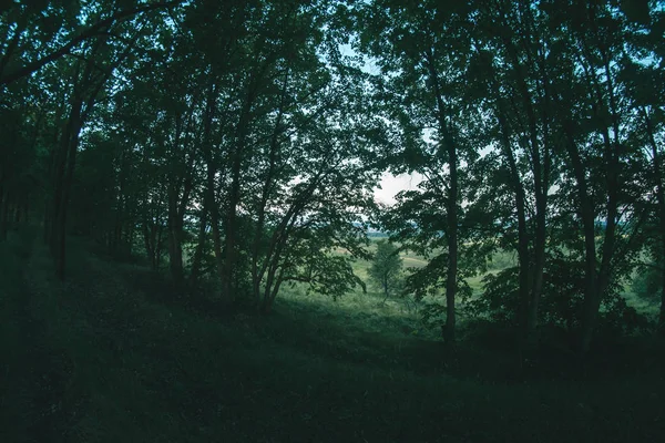 Plantação florestal na paisagem da noite de verão . — Fotografia de Stock