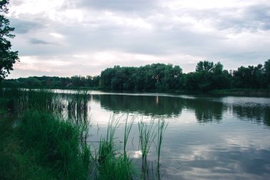 Bir yaz günü gölet yakınındaki doğada.