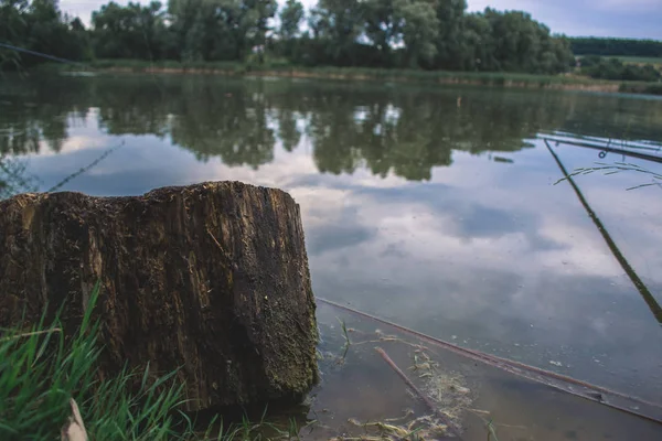 Csonkot egy tó, homályos háttérrel. — Stock Fotó