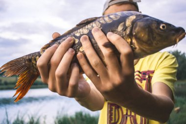 Balıkçı bir catch - büyük sazan tutuyor.