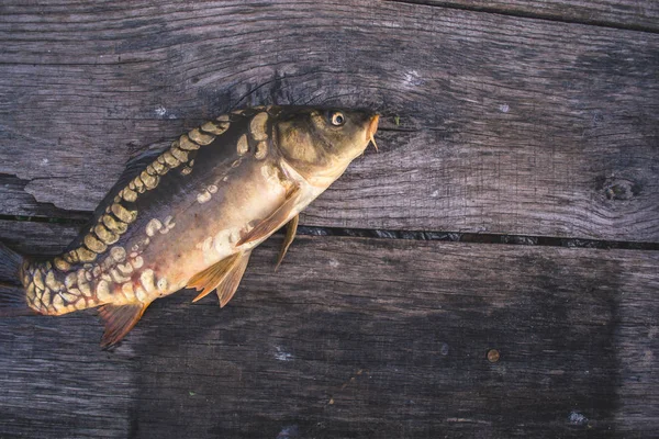 Ryby čerstvé říční kapr na dřevěné pozadí. — Stock fotografie