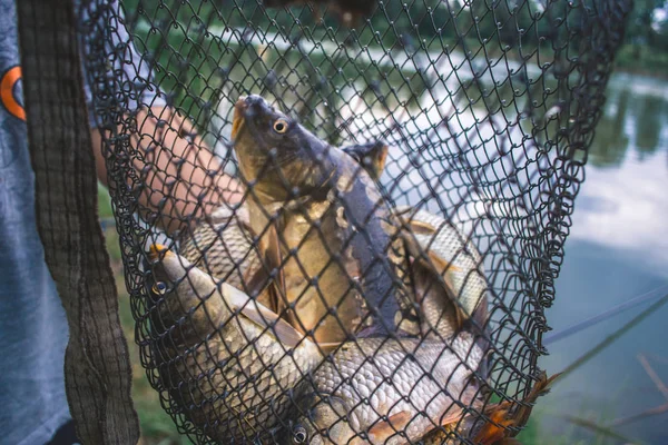 Fisherman's chytat ryby do sítí na rybníku. — Stock fotografie