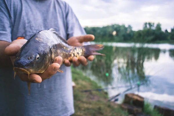 Rybář se drží catch - velký kapr. — Stock fotografie