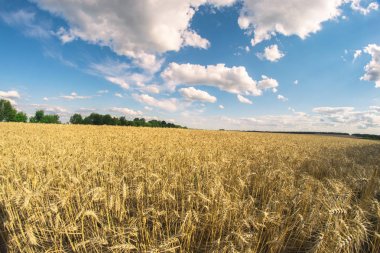 Yaz güneşli manzara bir balıkgözü buğday alanı.