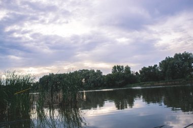 Bir yaz günü gölet yakınındaki doğada.