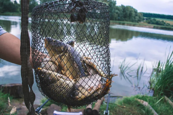 Fishermans fånga fisk i nät på dammen. — Stockfoto